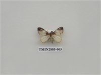 藏品(尺蛾614)的圖片